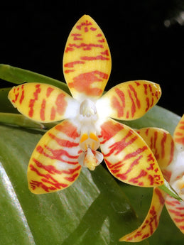 Phalaenopsis amboinensis common ‘Flava ‘