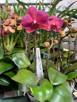 Phalaenopsis Taida Fancy Queen (fragrant)