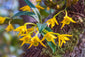 Dendrobium trigonopsis