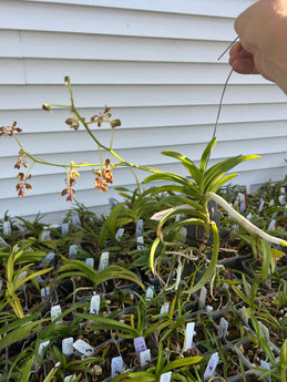 Vanda liouvillei species ( some in spike while available)