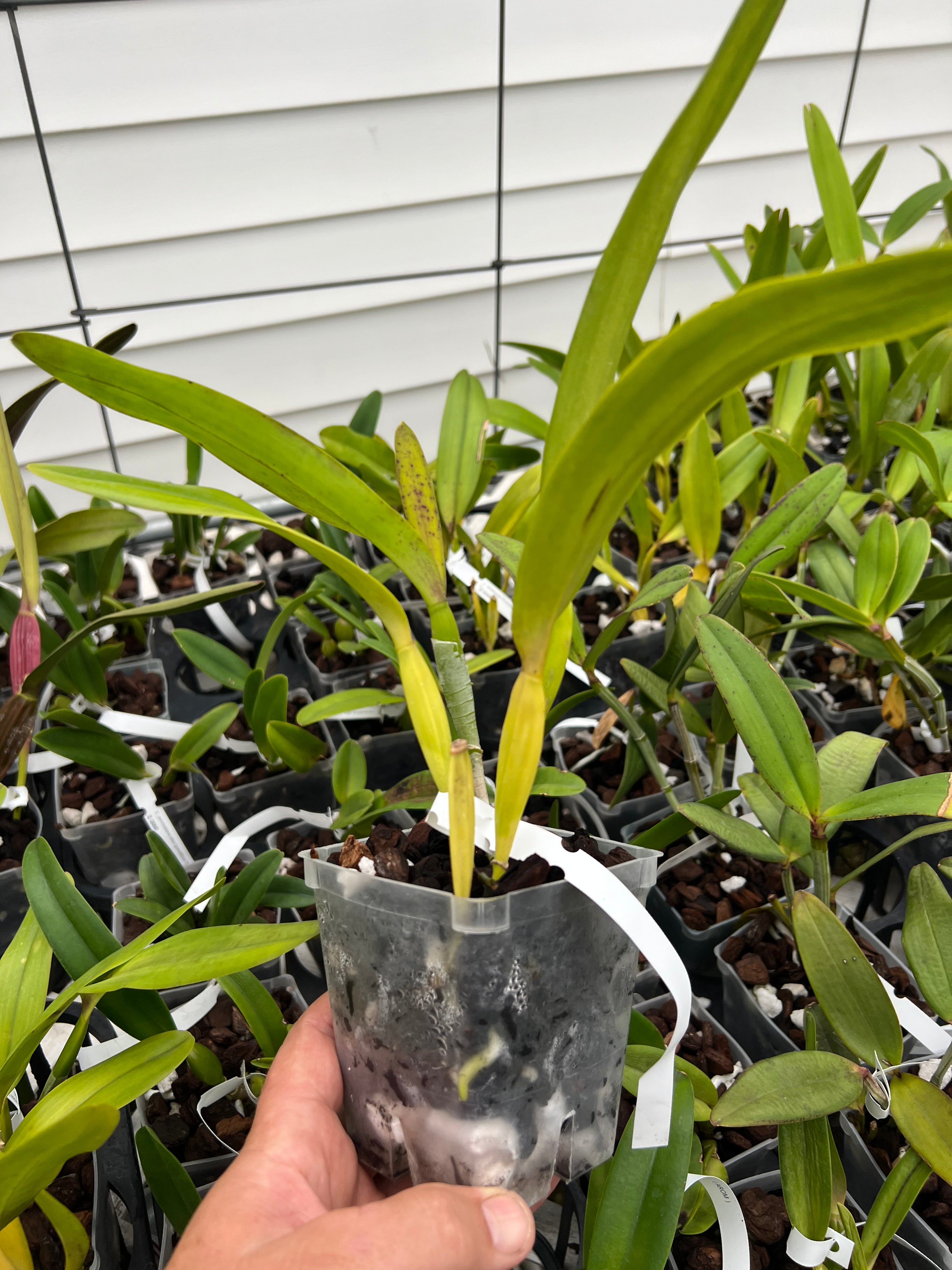 Cattleya. percivaliana alba (grandiflora ‘Sonia’ x ‘Fumaça’)