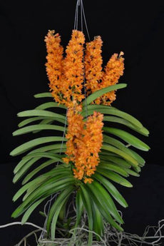 Vanda Ladda Gold