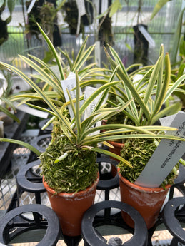 Vanda (Neofinetia) falcata Gojo Fukurin