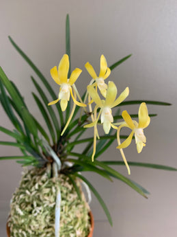 Vanda (Neofinetia) falcata ‘Kibana Fuuran’