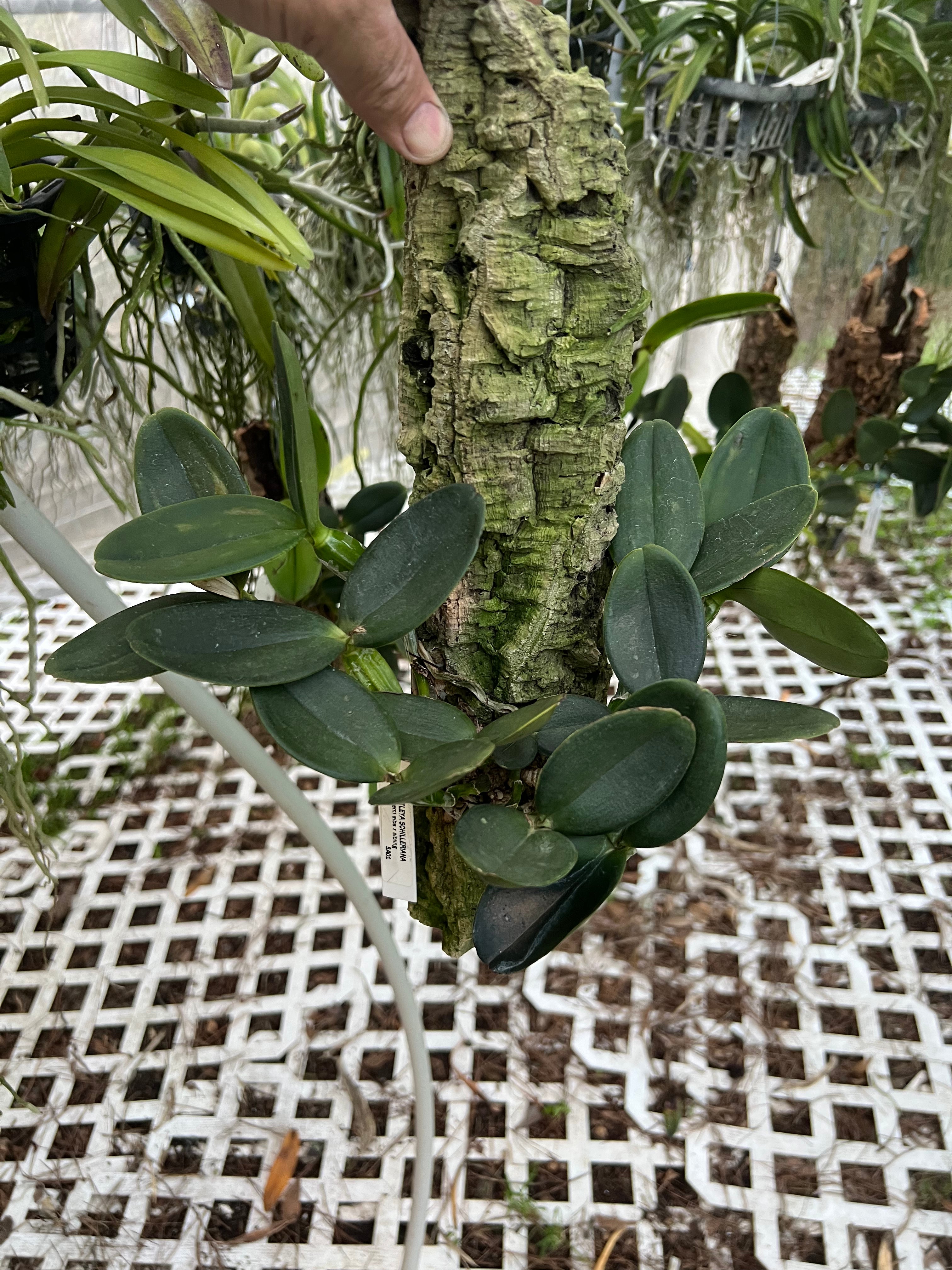 Cattleya schilleriana semi alba x sib (XXL mounted plants)