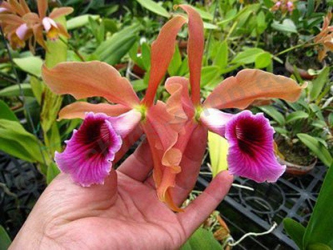 Leyla (Cattleya) tenebrosa ( AWZ x albina AWZ )