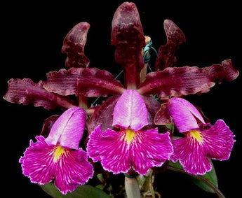 Cattleya schilleriana (Surpressa x Preciosa )