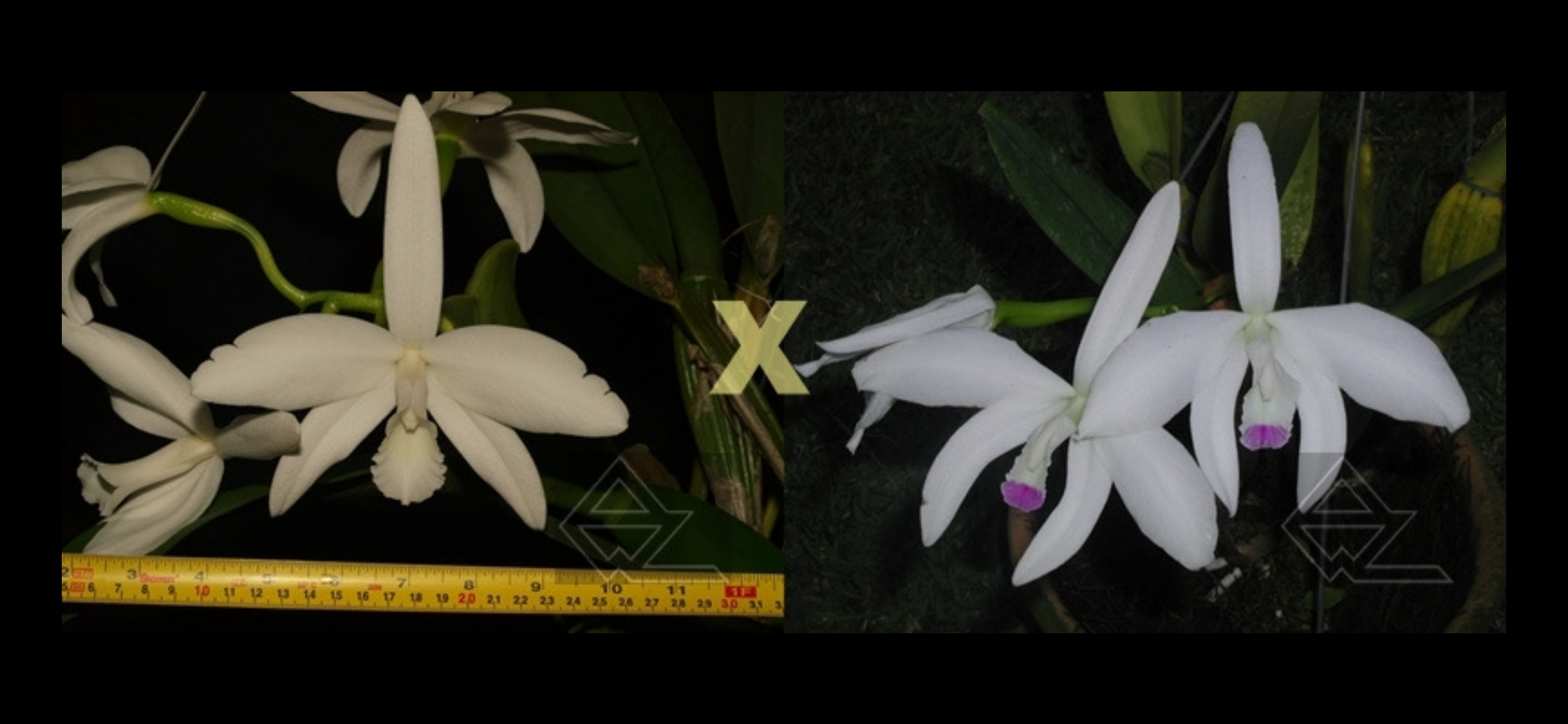 Cattleya perrinii ( Delicata AM AOS x Semi Alba ‘wf’)