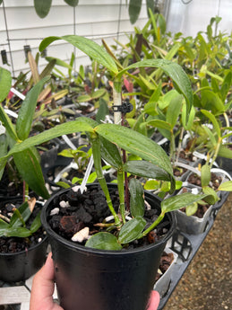 Cattleya amethystoglossa tipo (omega x beta) x Orchidglade