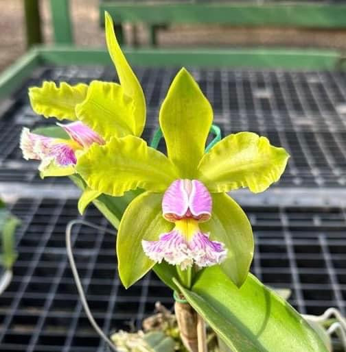 Cattleya schilleriana semi alba x sib (XXL mounted plants)