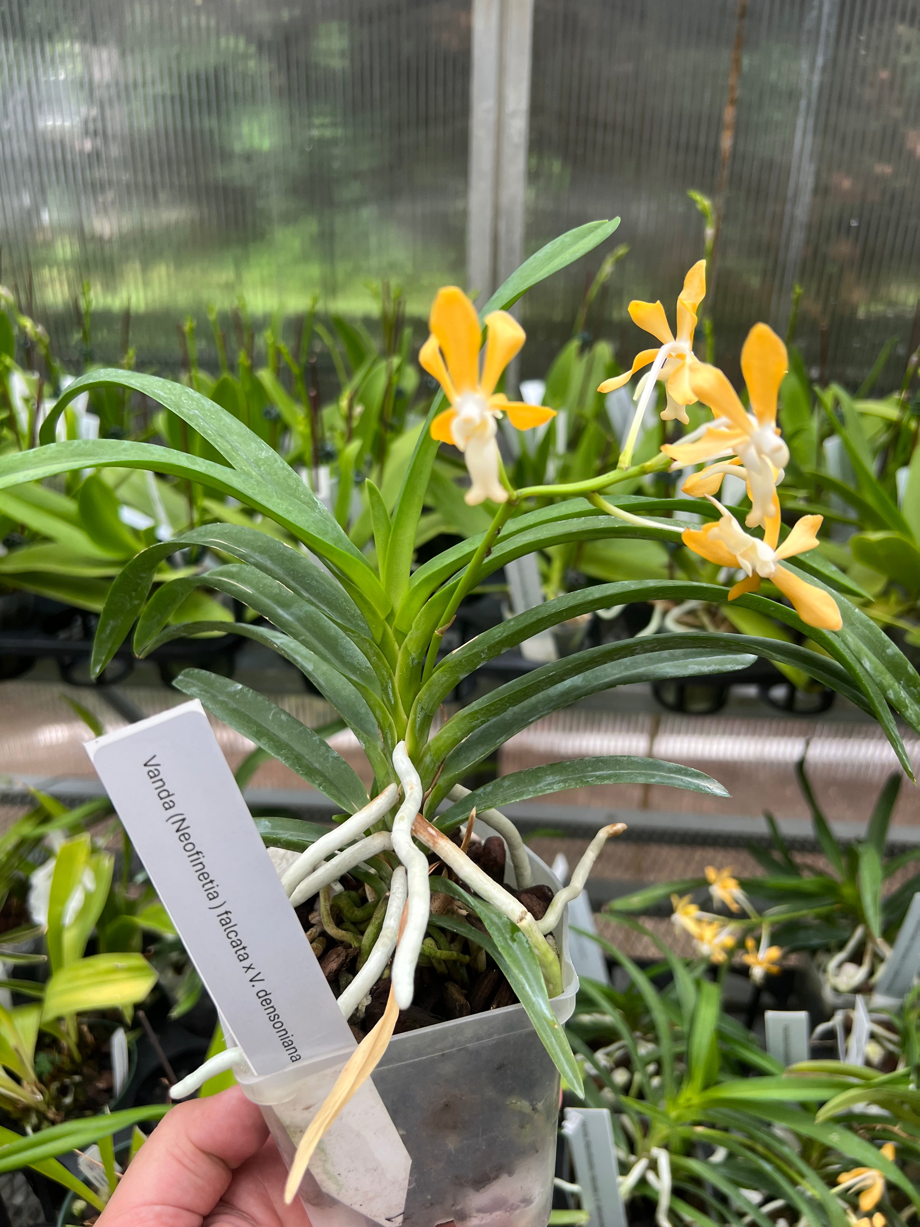 Vanda densoniana x Neofinetia  (Vanda) falcata.