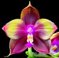 Phalaenopsis Mituo Princess YR10