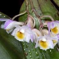 Dendrobium pseudolamellatum