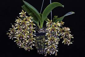 Dendrobium munificum (Inobulbon)