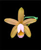 Cattleya forbesii var. aurea Larissa