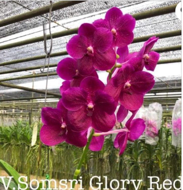 Vanda Somsri Glory Red.  (ON SALE)