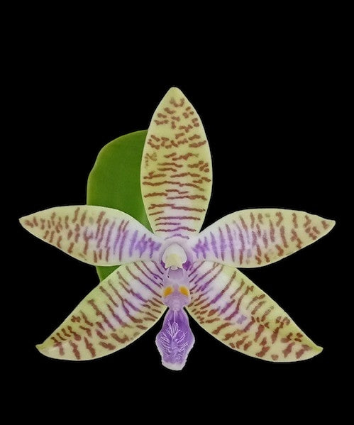 Phalaenopsis lueddemanniana coerulea x sib.