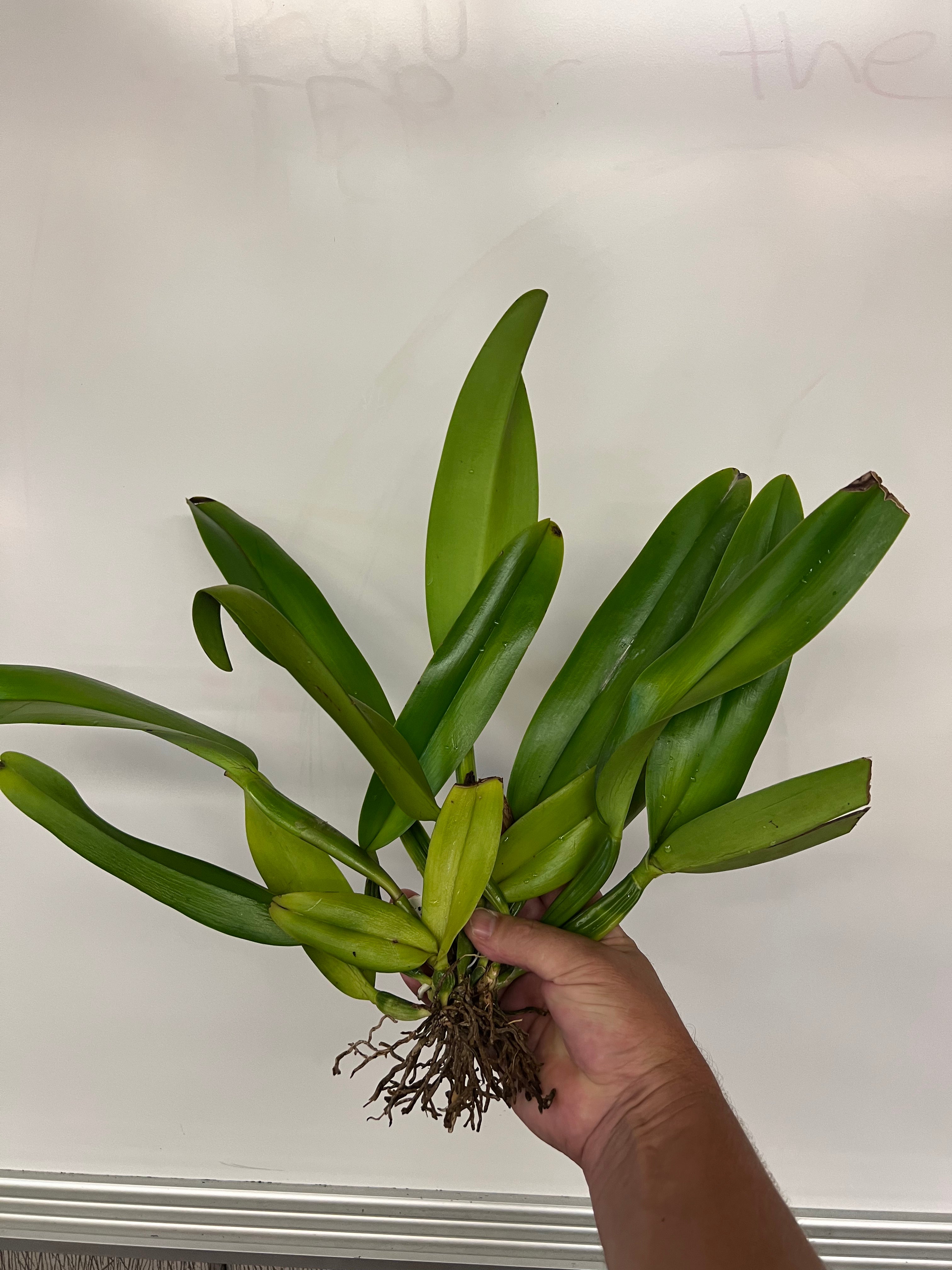 Cattleya dowiana aurea (species) XXl plants