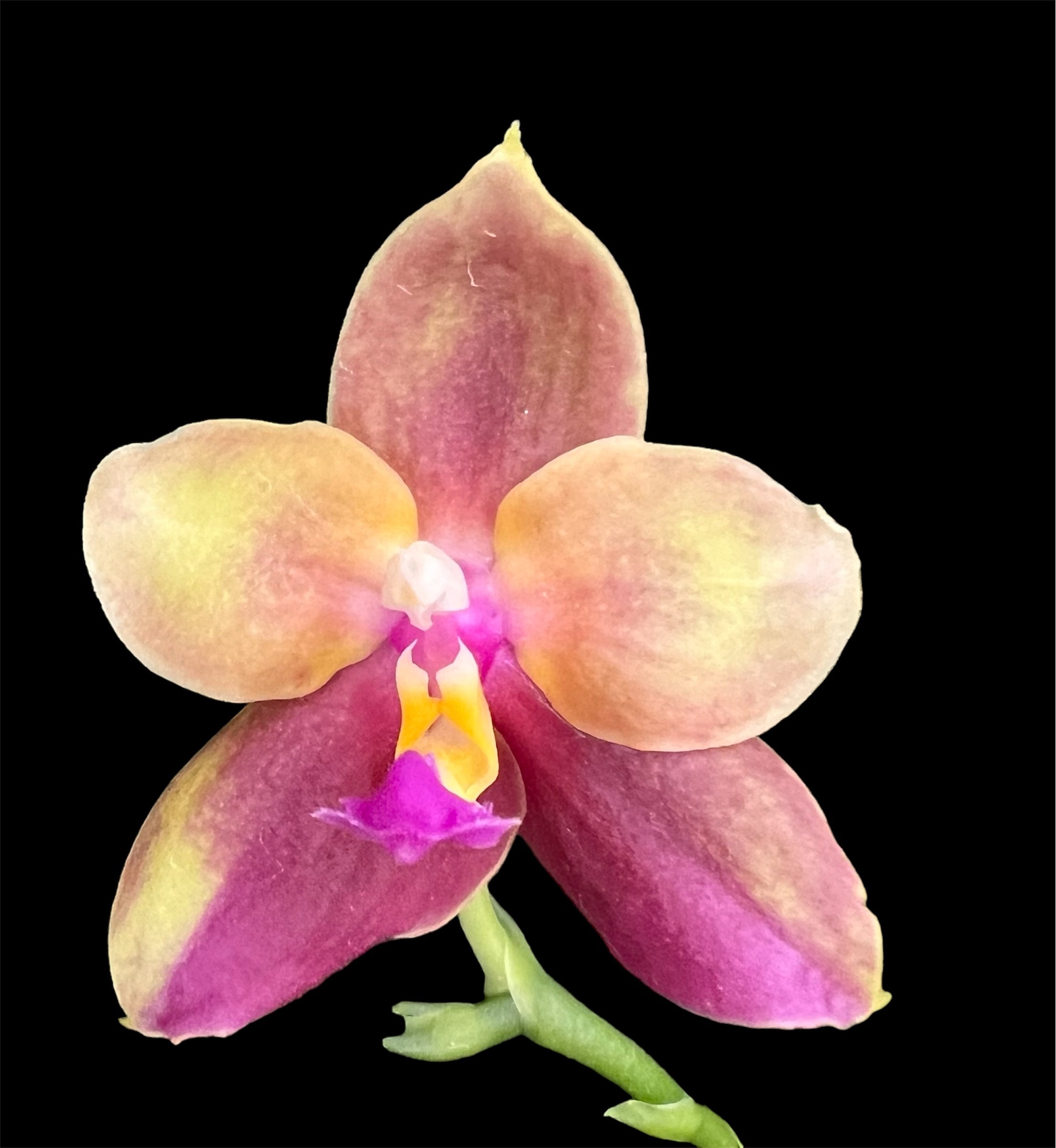 Phalaenopsis (Yaphon  batman x zheng min Muscadine )x Phalaenopsis Pinghung Happy Glory