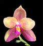 Phalaenopsis (Yaphon  batman x zheng min Muscadine )x Phalaenopsis Pinghung Happy Glory