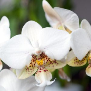 Phalaenopsis stuartiana species