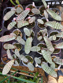 Phalaenopsis schilleriana x sib (silver leaf pattern)