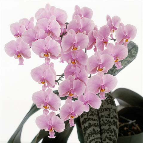 Phalaenopsis schilleriana x sib (silver leaf pattern)