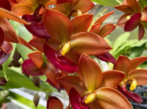 Cycnodes Taiwan Gold 'Orange' - Monster Plants!( in flower as shown)