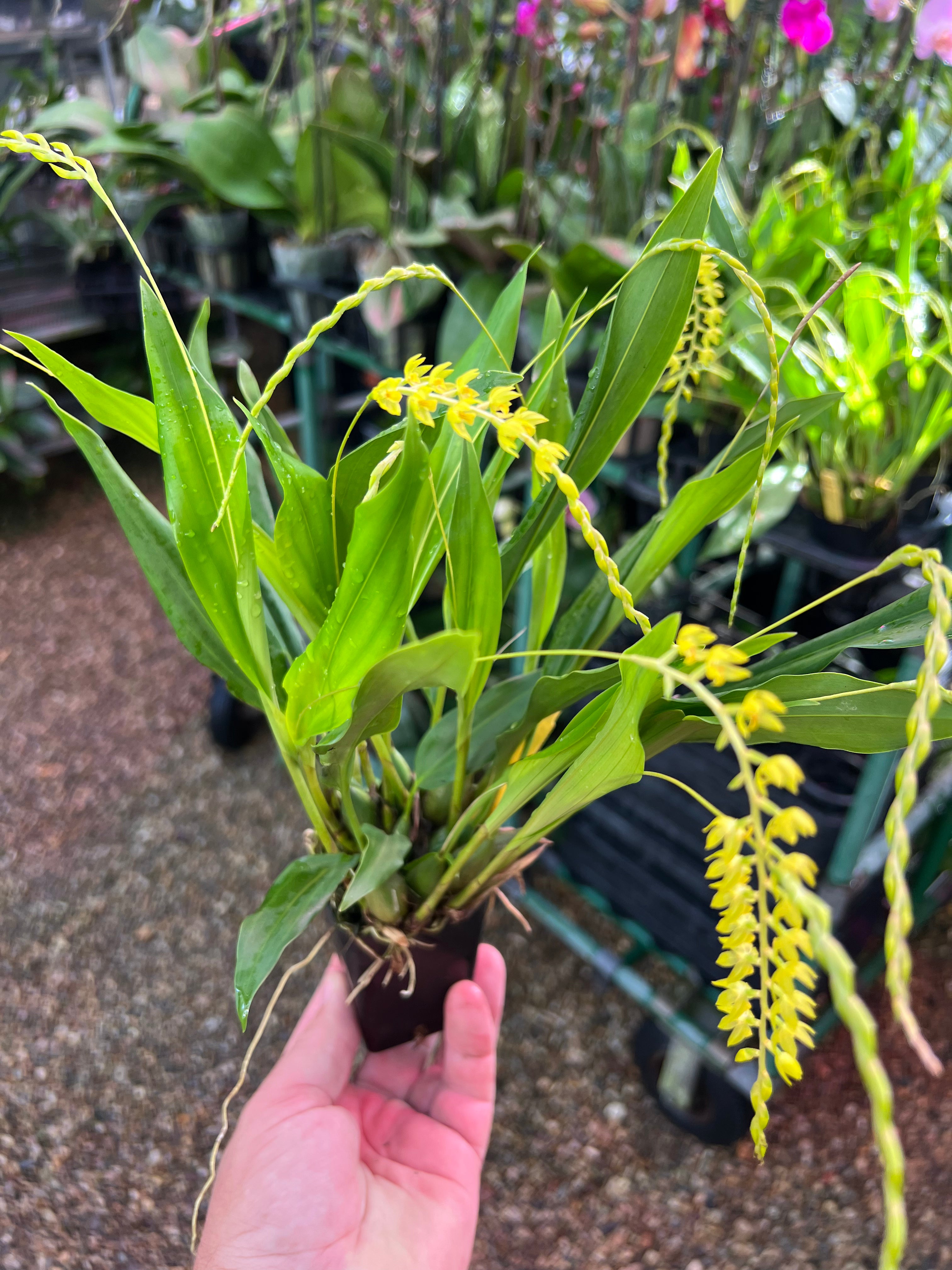 Dendrochilum formosanum x self ( IN SPIKE FLOWER)