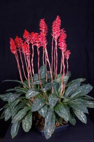 Stenorrhynchos speciosum (IN SPIKE)