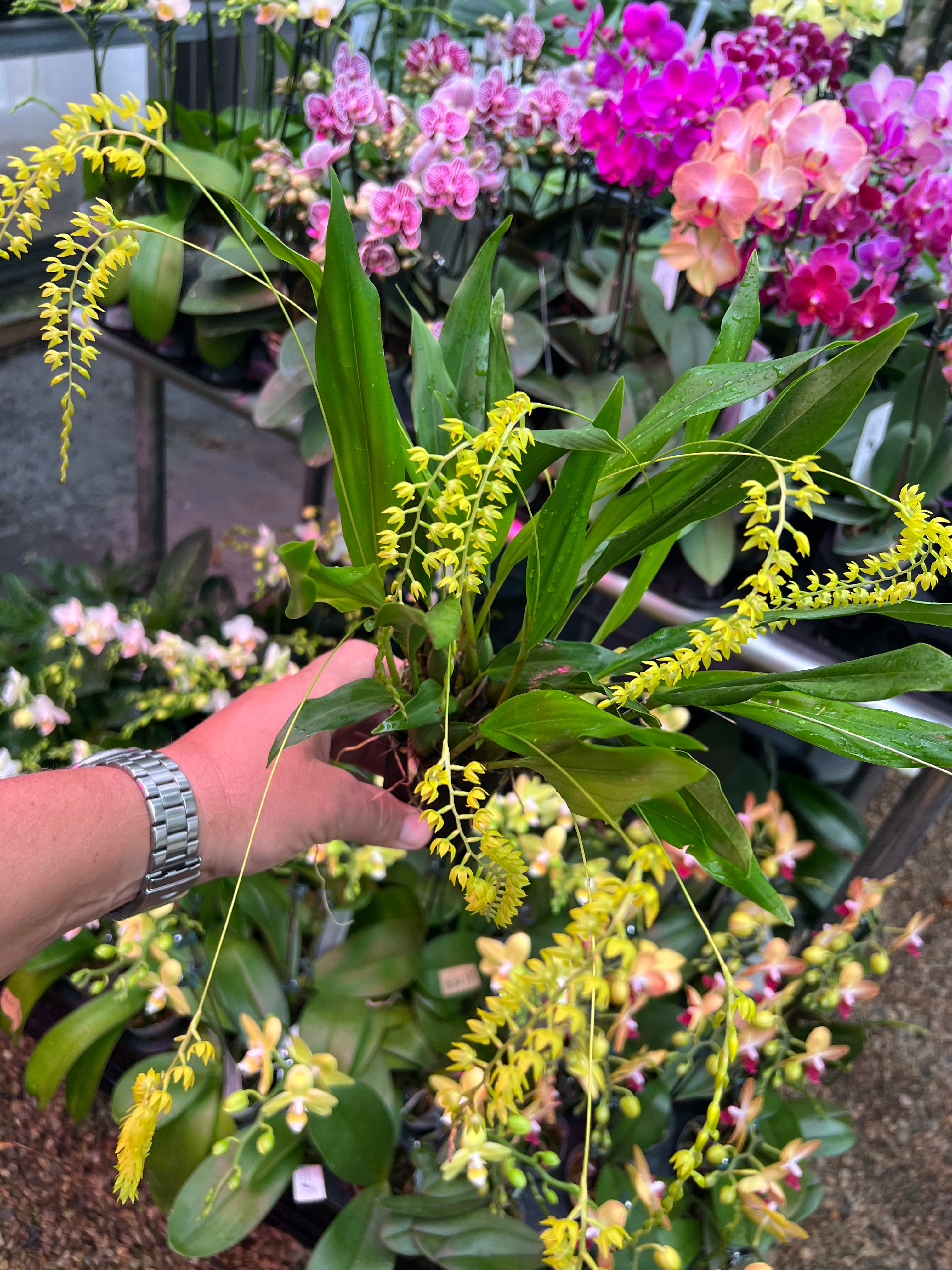 Dendrochilum formosanum x self ( IN SPIKE FLOWER)