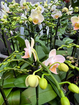 Phalaenopsis Younghome Little Snow ‘A08784’