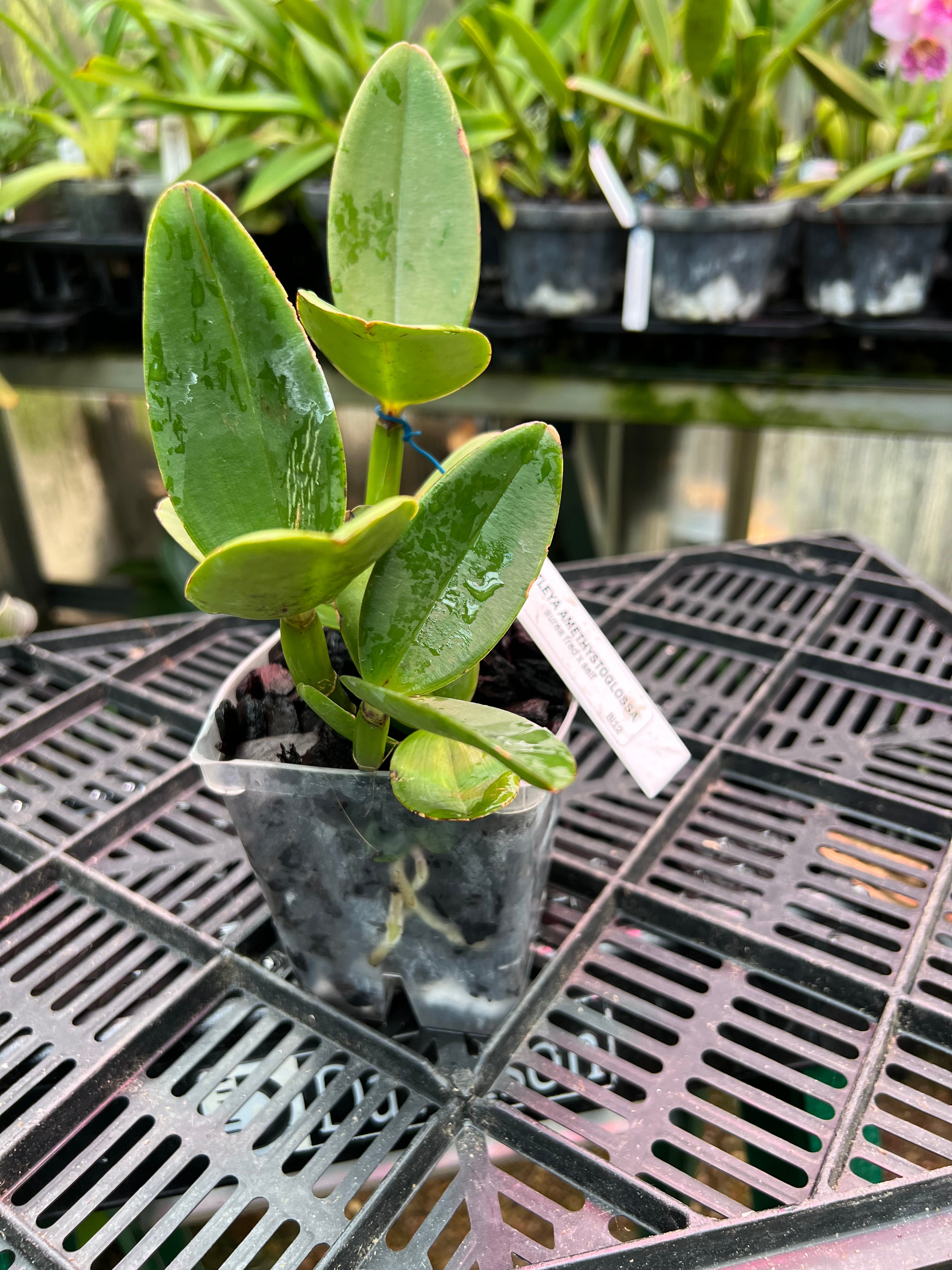 Cattleya amethystoglossa Fred x self