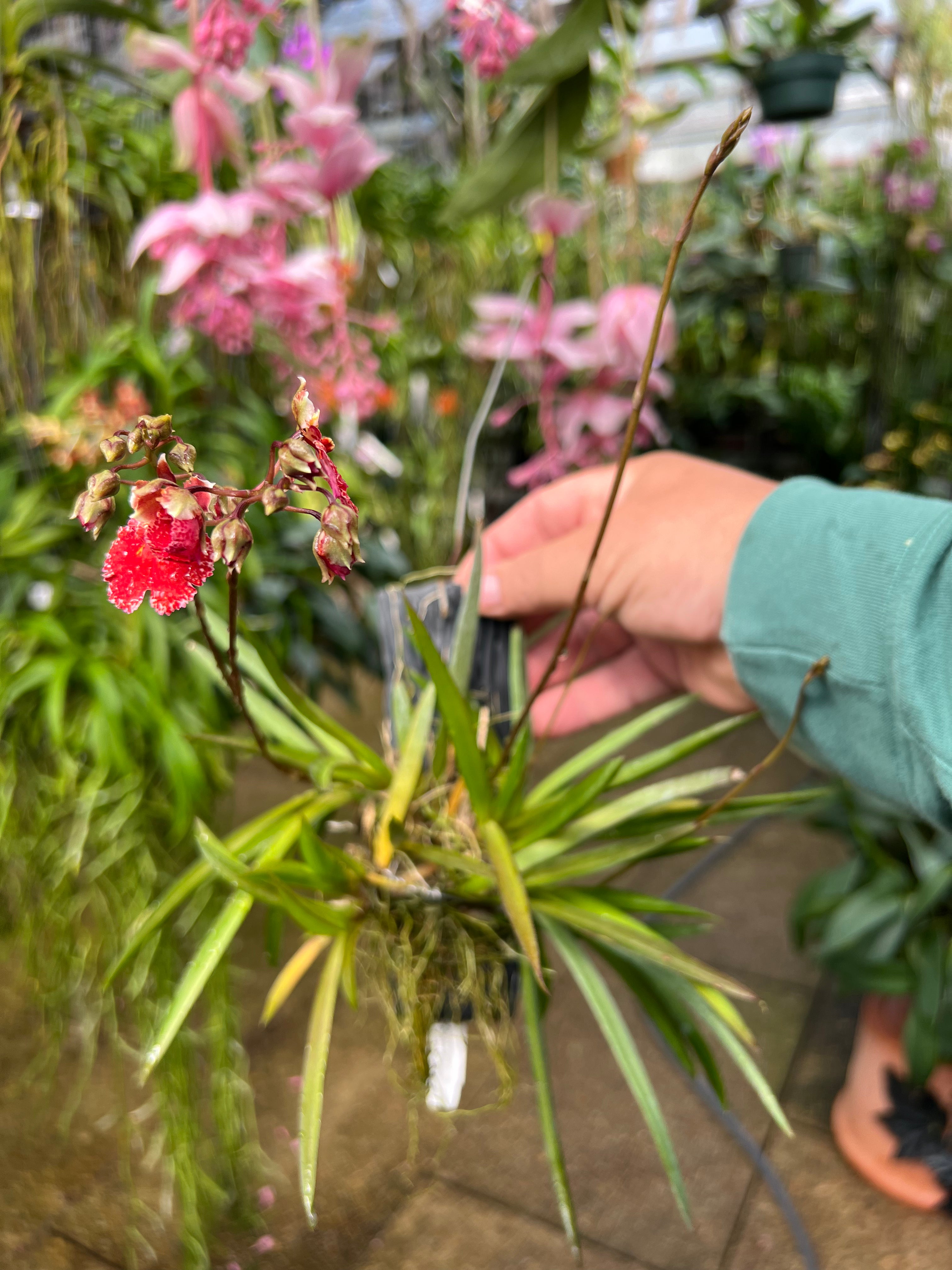 TOLUMNIA Jairik Flyer ‘Red Spread’  super Clump IN FLOWER/SPIKE