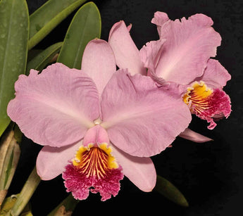 Cattleya lueddemanniana vinicolor ‘Baco Gave’ x self