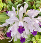 Cattleya amethystoglossa var. coerulea (Atalaia x self)