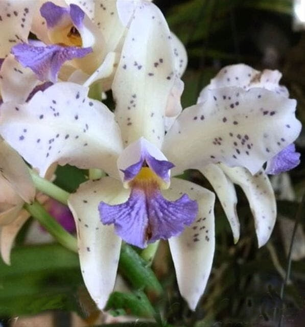 Cattleya amethystoglossa var. coerulea 'Paiguas'