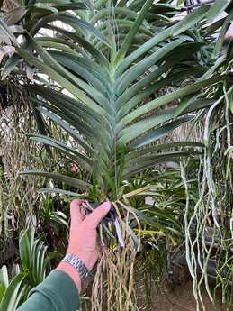 Vanda Dr. Anek x Vanda Blitz Hearthorb  XL plants (SOME IN SPIKE , first come)