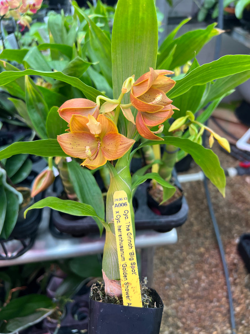 grinch plant pot Cycnoches The Grinch 'Big Spot' x herrenhusanum 'Golden Shower' AM/AOS –  Orchid Classics