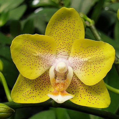 Phalaenopsis Yaphon Green Batman ( SPIKE)