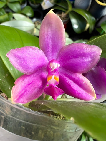 Phalaenopsis Miki Sabina