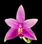 Phalaenopsis violacea blue x pink these