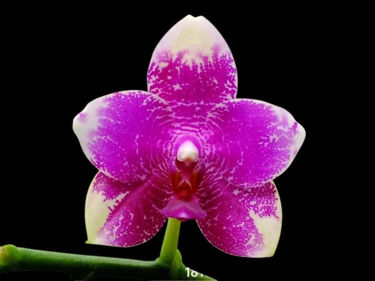 Phalaenopsis LD Sun Rose ‘Freya’