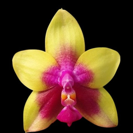 Phalaenopsis Miki Mok Choi Bear Queen '774' 2.5