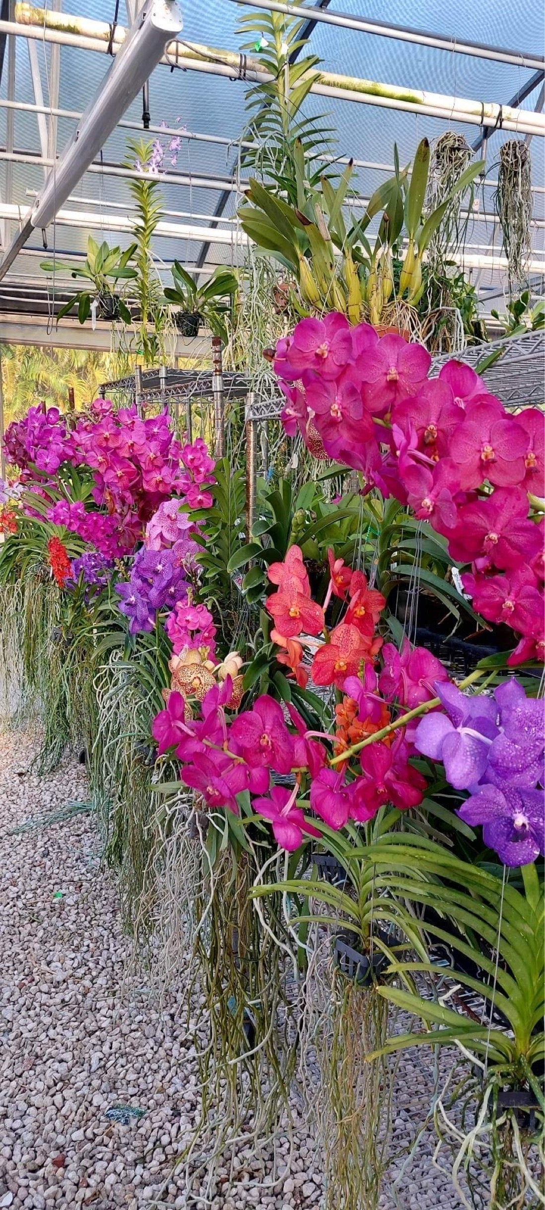 Vanda in flower for Mom