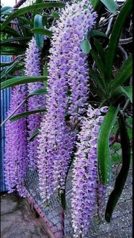Rhynchostylis retusa (XXL SIZE)