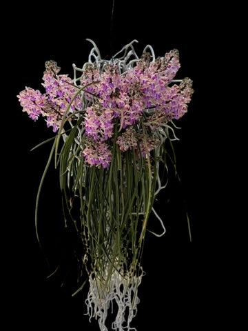 Seidenfadenia mitrata yellow pink (XXL)