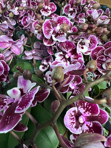 Phalaenopsis Lianher Coral ‘LH1061’ (miniature )