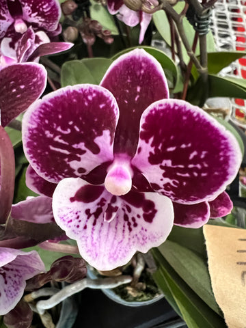 Phalaenopsis Lianher Coral ‘LH1061’ (miniature )