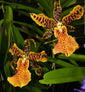 Oncidium Hilo Ablaze ‘Hilo Gold’ HCC/AOS